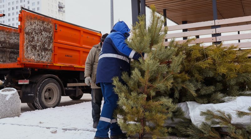 «Спецавтобаза» вывезла 5 000 новогодних ёлок свердловчан