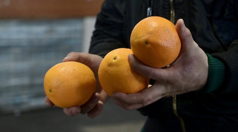 Первая прямая поставка апельсинов из Египта прибыла в Свердловскую область Первая прямая поставка апельсинов из Египта прибыла в Свердловскую область