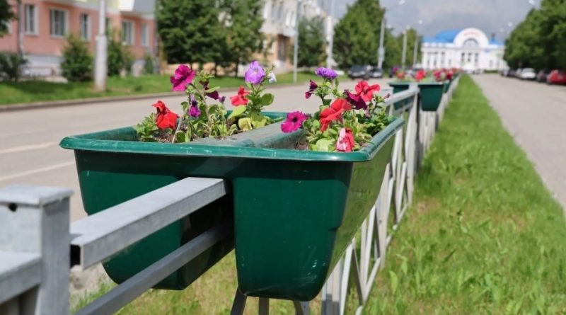 Бархатцы, петунии, сальвии и цинерарии